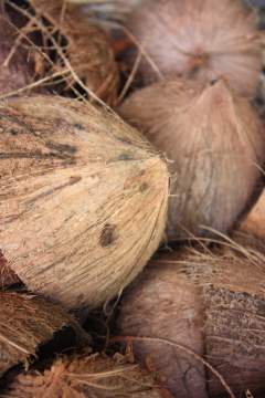 Kokosnuss als Heilmittel