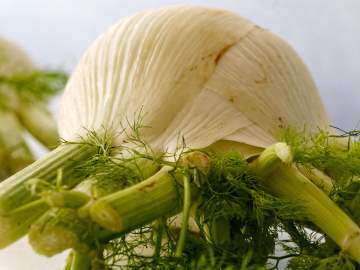 Fenchel liefert Vitamin C